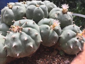 peyote